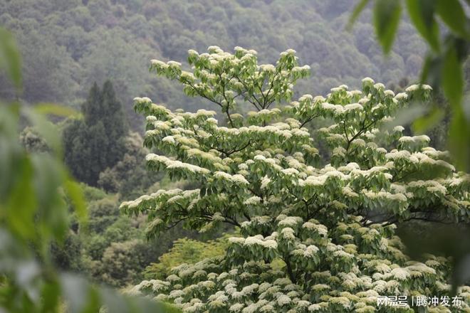 惊喜！腾冲发现野生灯台树群落最大植株胸径超65厘米